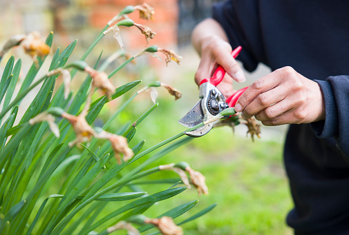 Close-up of a female gardener deadheading daffodils with secateurs in an English garden