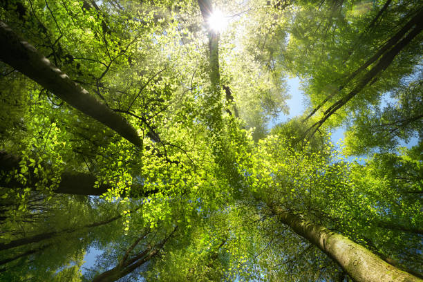 istock Rays of sunlight make a green canopy look dramatic 1999780642