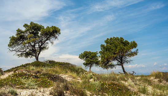 Beautiful trees near the twin beaches of Karidi and small Karidi, Vourvourou, Sithonia peninsula, Halkidiki, North Greece. Green pine tree and bushes, coastline of Aegean sea.