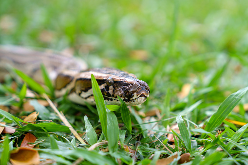 A python is shown sliding along the grass, with its forked tongue protruding. This behavior is typical of snakes as they use their tongues to sense their surroundings and detect prey.