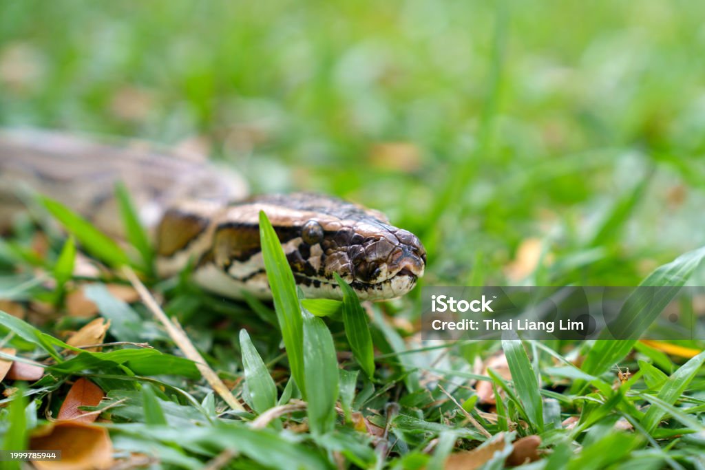 Sliding Python A Python Is Shown Sliding Along The Grass With Its Forked Tongue ...