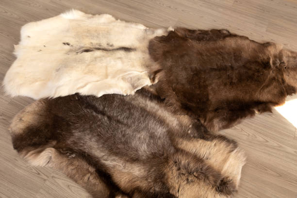 istock Three reindeer skins of different colors on the floor 1999786990