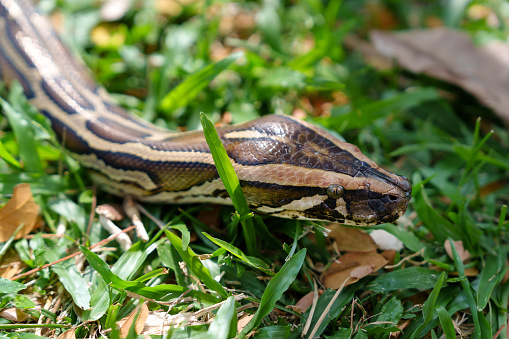 High angle view a python is shown sliding along the grass. This behavior is typical of snakes as they use their tongues to sense their surroundings and detect prey.