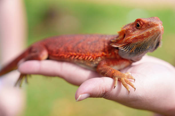 istock Close-up of a hand holding a bearded dragon 1999793160