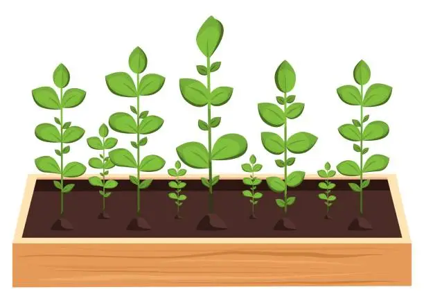 Vector illustration of Germinated plant seedlings in a wooden box for garden and vegetable garden.