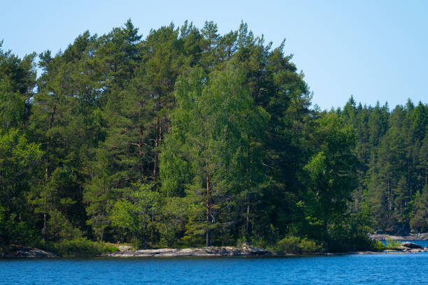 Drone photo of a heterosexual couple relaxing with their dog on the pier, surrounded by the scenic lake, pine forest, and the red camping cabin - admiring the Swedish nature