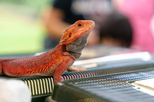 Close-up of an orange-colored bearded dragon (Pogona).