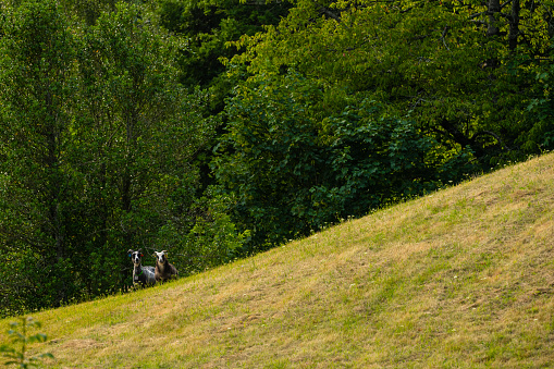 Goats standing halfway up a grass hill.