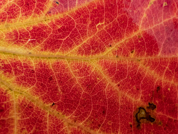 makro ujęcie tekstury czerwonego i żółtego liścia z widocznymi komórkami, żyłkami i wzorem powierzchni liścia - chloroplasty zdjęcia i obrazy z banku zdjęć