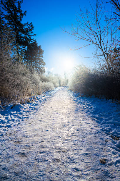 Icy path in a park on a freezing sunny day.