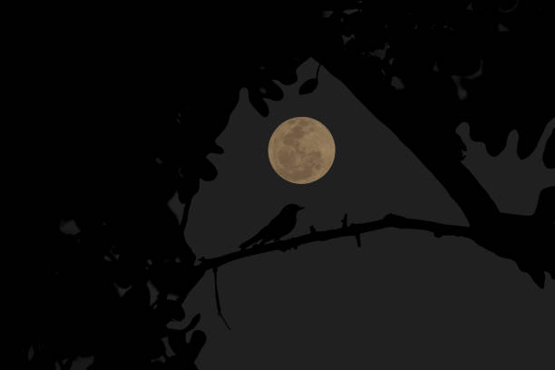 istock Full moon with tree branch in the night. 1999810714