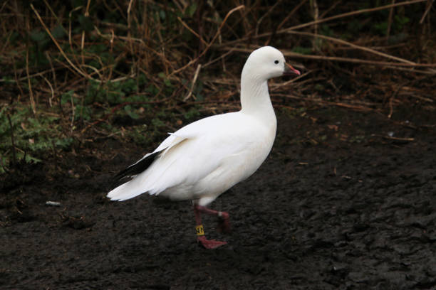 istock A view of a Ross Goose 1999811228