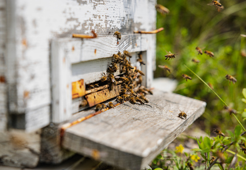 Honey bee in the entrance to a wooden beehive.