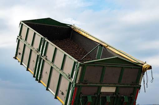 Raised Trailer container with potato tuber for planting close-up against the background of the spring sky