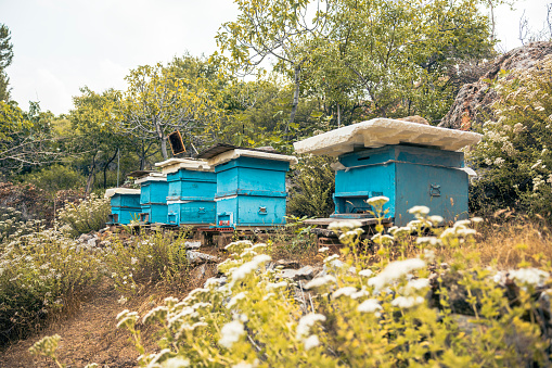 Wooden beehives near rape field.