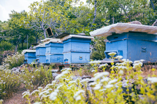 Wooden beehives near rape field.