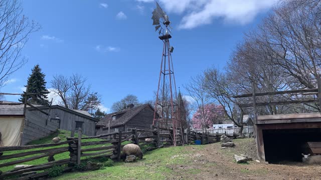 static shot of an old metal windmill and bright blue sky on a small farm with sheep resting an eating grass