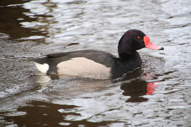 A view of a Rosybill Duck at Martin Mere Nature Reserve