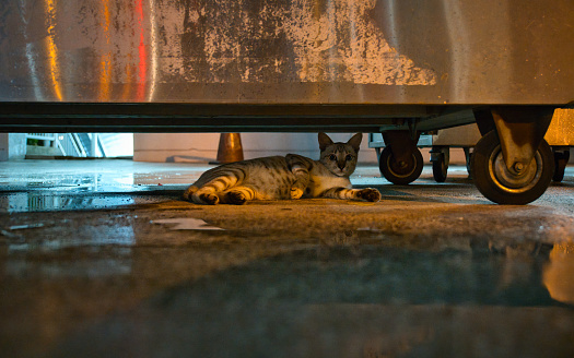 A stray cat in Kuala Lumpur city at night, lying next to a puddle under a food cart.