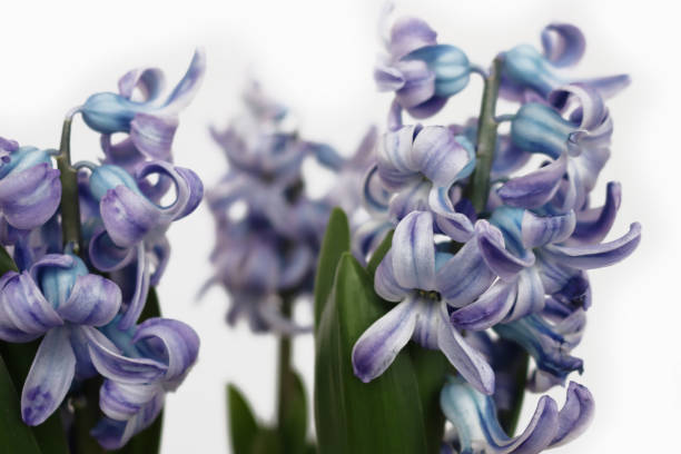 istock Blue hyacinth flowers  on white. Hyacinthus 1999824175