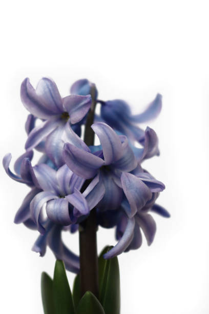 Blue hyacinth flower isolated on a white background. Hyacinthus plant in bloom