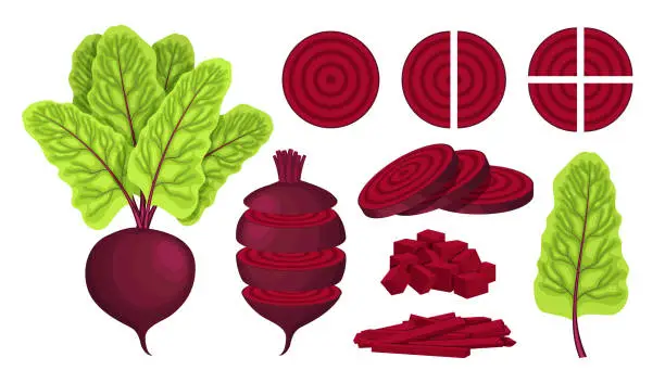 Vector illustration of Vector beet isolated on white background