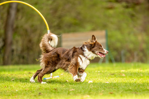 istock Fast australian shepherd dog is running through an arc in Hoopers course. 1999841263