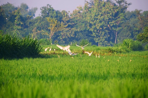 a group of blekoks in the middle of rice fields during rice season in the Kotaanyar area, Probolinggo, East Java, Indonesia on January 29 2024