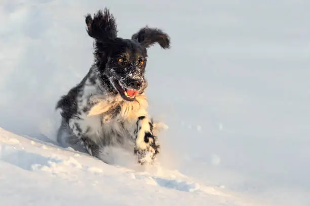 Dog, Jumping, White Color, Snow, Puppy