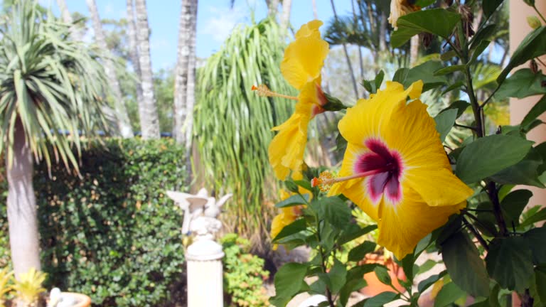 Bright yellow hibiscus flowers in a beautifully landscaped tropical formal garden on a bright sunny day