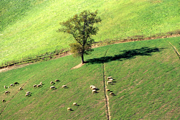 flock of sheep in a green field with an oak tree