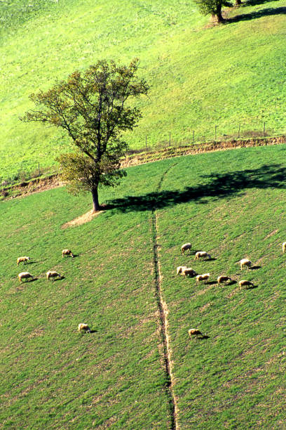 istock flock of sheep in a green field with an oak tree 1999868458