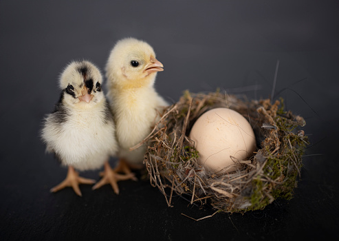 nest, egg and chick in front of dark background