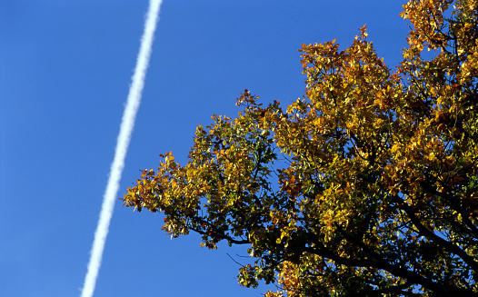 view of branch in autumn against the sky with a airplane trail