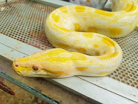 Head shit of beautiful Reticulated python aka Malayopython reticulatus snake in color platinum. Isolated on white background.