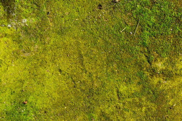 istock Soil with moss, lichens and other organic materials. Natural texture focus in background. 1999879571