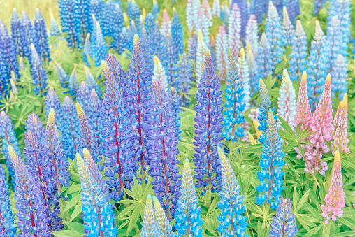 Blue lupins, lush flowering. floral background in soft blue tones.
