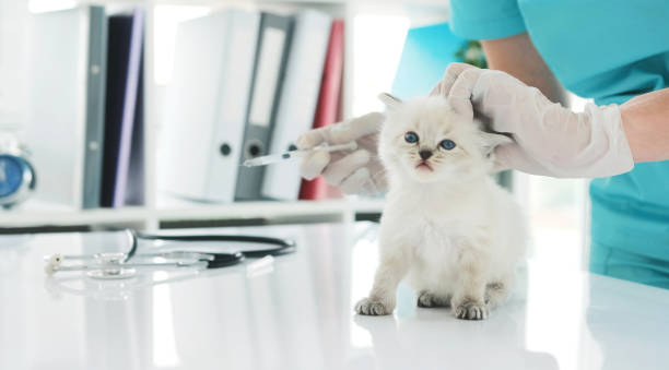 istock veterinarian doctor makes injection to kitten 1999881694