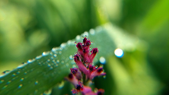 dew drops on leaf closeup view with macro lens