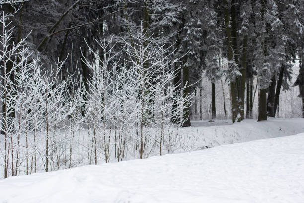 winter landscape, trees in winter