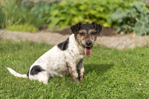 Dirty small Jack Russell Terrier dog sits in the garden and smiles