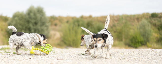 Jack Russell Terrier dog with its toy outdoors in nature on a stony ground