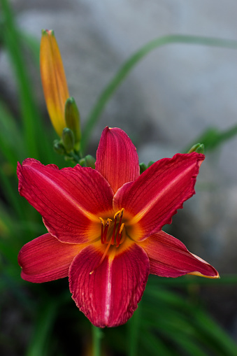 Red flowers daylily. Beautiful red flowers daylily. Red daylilies blossom in the summer.