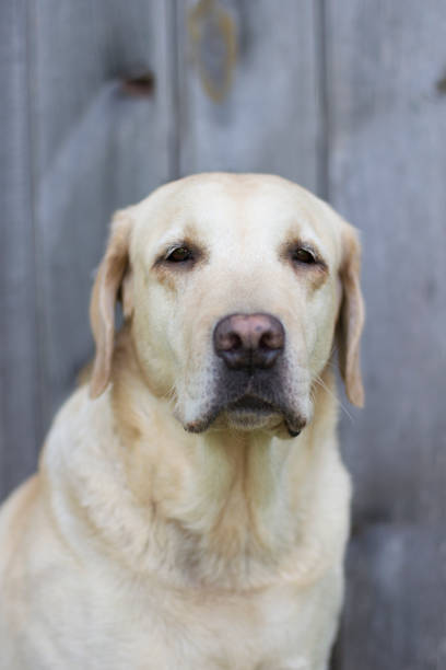 A golden retriever dog with tongue hanging out is looking out the gap of a sliding door that is open.