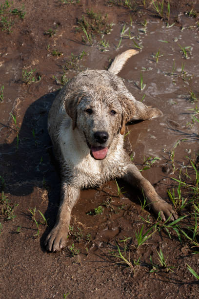 Labrador Retriever playing in the mud