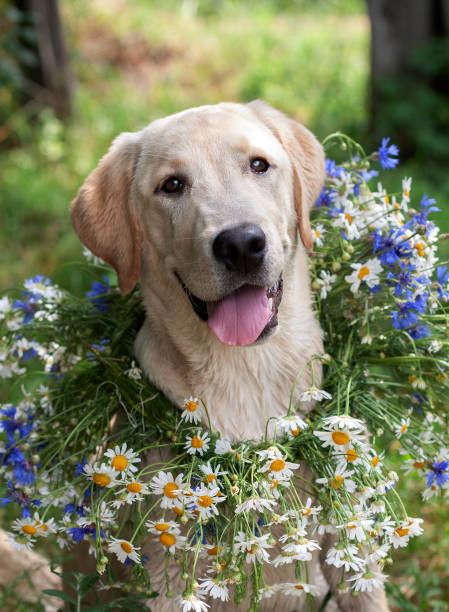 istock white Labrador with a flower wreath on his neck 1999896376