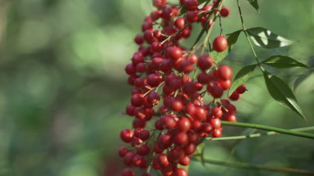 The beautiful decorative red berries of the heavenly bamboo plant backlit by the warm afternoon sun, poisonous to eat