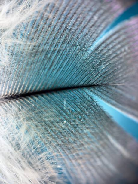 istock Extreme close up of feathers 1999906244