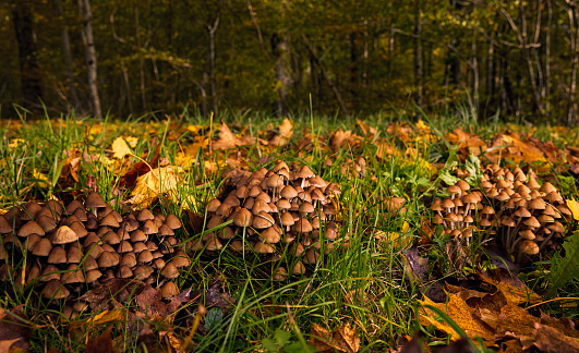 Close-up group mushrooms among the autumn leaves, green grass and forest