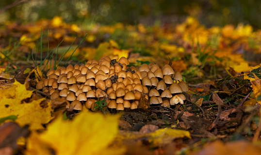 Beautiful group of mushrooms among the yellow autumn leaves